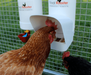 Poultry Feeder, No More Waste, Holds 3kg