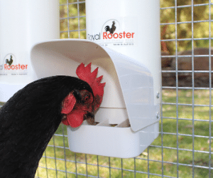 Poultry Feeder, No More Waste, Holds 3kg